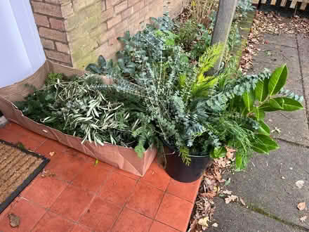 Photo of free Foliage for Christmas wreath / mantel decoration (Wimbledon Village SW19) #1