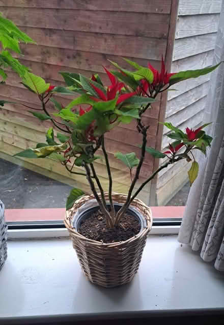 Photo of free Plants (St. James Hospital) #2