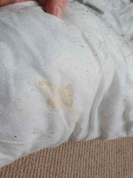 Photo of free Double duvet (E5) #3