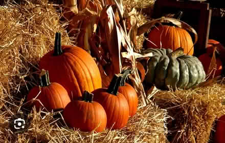 Photo of Pumpkins and Straw or Hay Bales (Cedarville/ Millville) #1