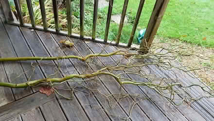 Photo of free Twisted willow branches (Polegate BN26) #2
