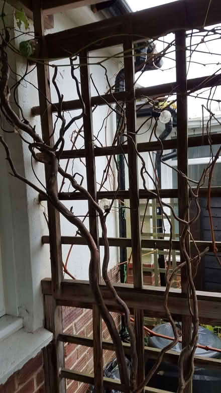 Photo of free Twisted willow branches (Polegate BN26) #1