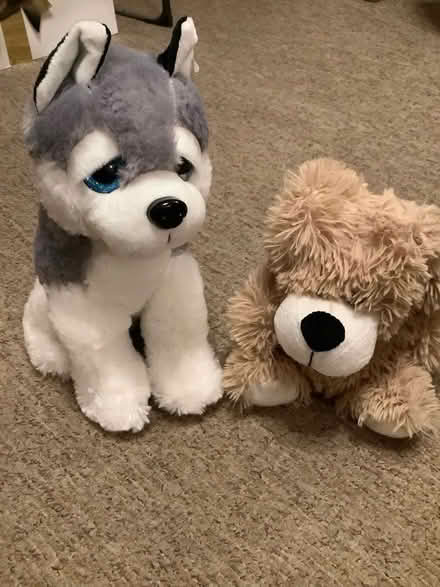 Photo of free Cuddly toys (Central Derby DE22) #1