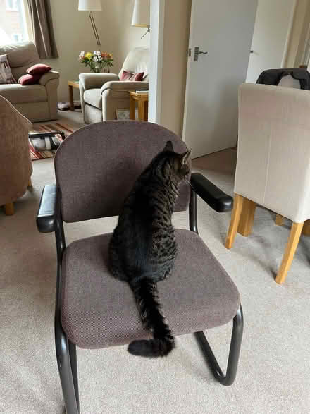 Photo of free Office Chair (South Malling BN7) #1