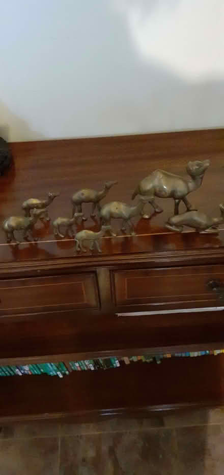 Photo of free Camels! (Dursley GL11) #1