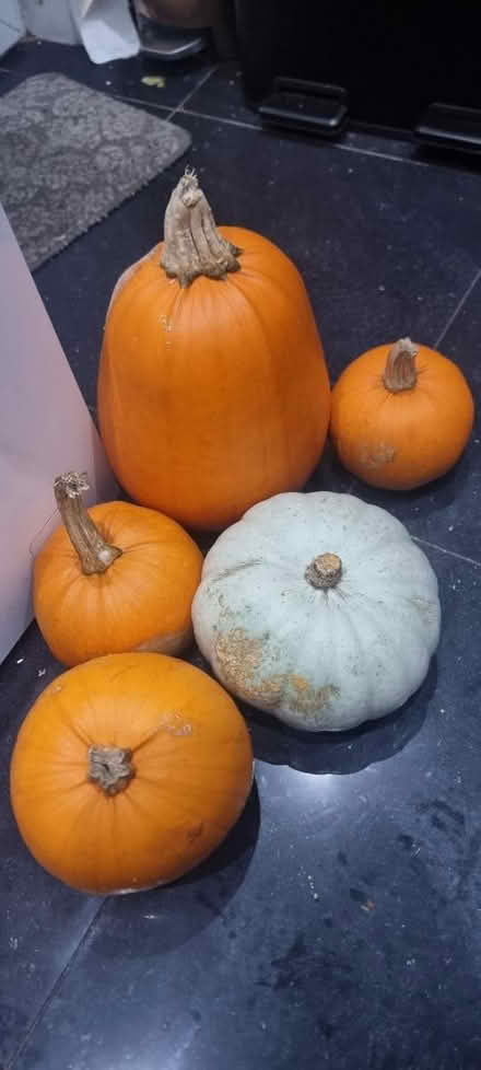 Photo of free Pumpkins (M11 clayton) #1