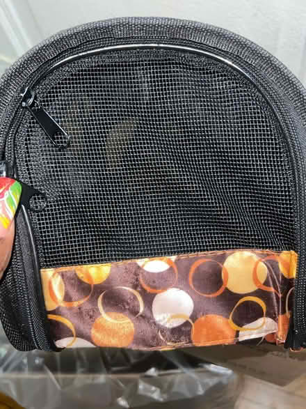 Photo of free Small pet carrier (Bronx) #2