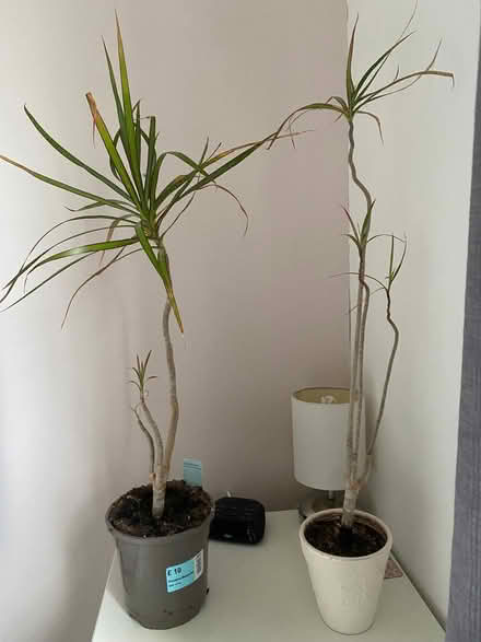 Photo of free Indoor Dragon plants x 2 (Arnside LA5) #1