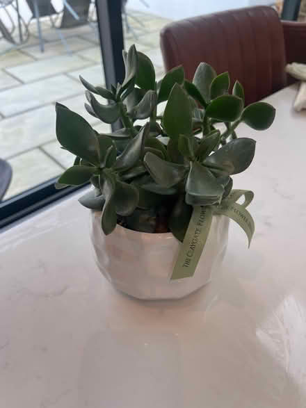 Photo of free Mid sized plant in pot (Tunbridge Wells TN2) #1