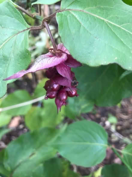 Photo of free Leicesteria formosa (SG1 Stevenage) #2