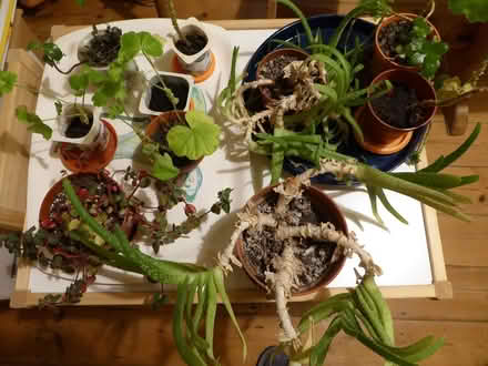 Photo of free indoor plants (Westham, Weymouth DT4) #1