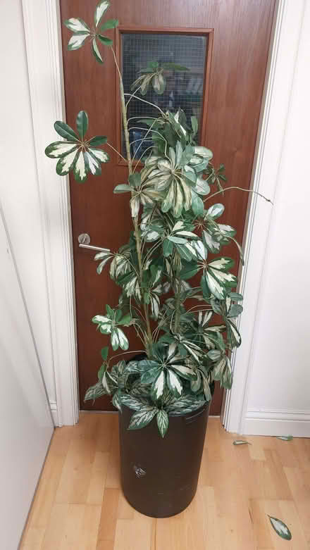 Photo of free Tall artificial plant (Walton Summit PR5) #1