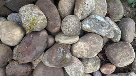 Photo of free Large pebbles (SG1 old town) #1