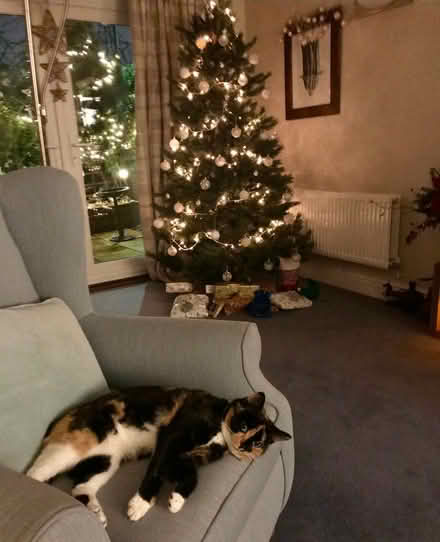 Photo of free Artificial Christmas tree (Waltham Abbey EN9) #1