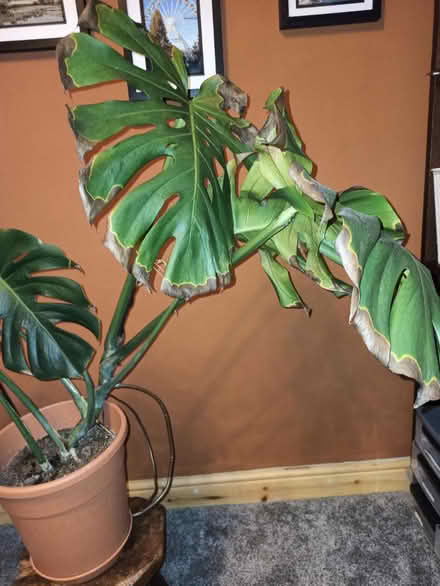 Photo of free Monstera plant (Clifton NG11) #1
