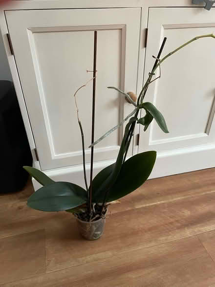 Photo of free Orchid plant (Emerson’s green, BS16) #1