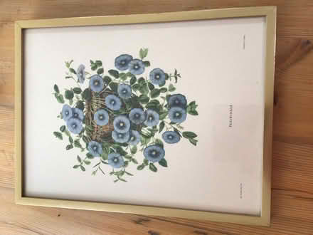Photo of free Picture of periwinkles (ME14) #1