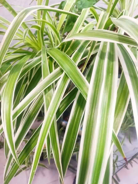 Photo of free Spider plants (NW2) #1