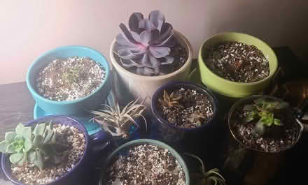 Photo of free Several succulent plants (no pots) (Parker Ave at Pearl, Aurora) #1