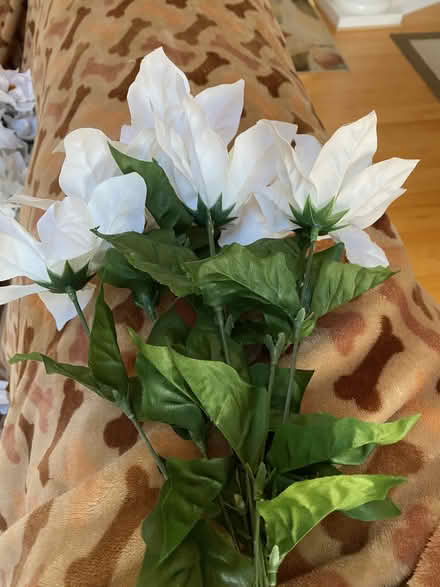 Photo of free Silk poinsettias (Wolf / Maria Sunnyvale) #1
