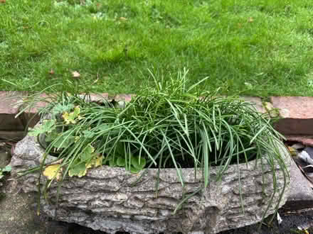 Photo of free Garden plant pot or stone planter (Seaford BN25) #3
