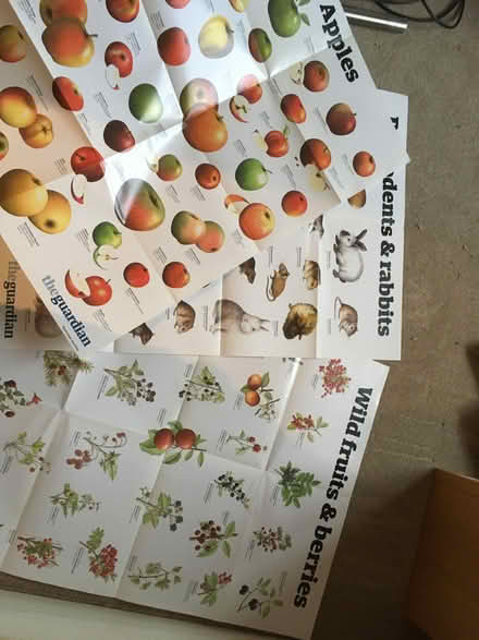 Photo of free The Guardian wall-charts bagful (New Hinksey OX1) #2