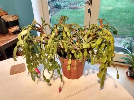 Photo of free Christmas cactus plant (Moortown LS6) #1