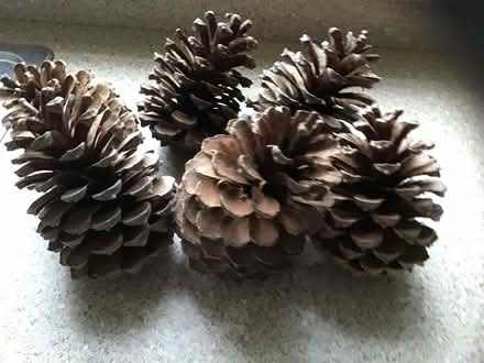 Photo of free 6 Giant Fir Cones - Xmas decorations? (Alderley Edge SK9) #2