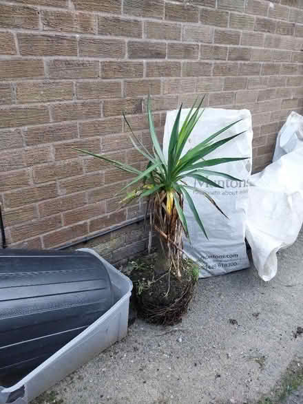 Photo of free Palm type plant (Kendal LA9) #1