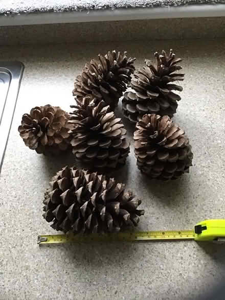 Photo of free 6 Giant Fir Cones - Xmas decorations? (Alderley Edge SK9) #1