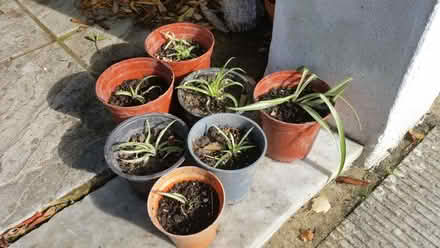 Photo of free 4 Spider plants for south east Brighton residents (Whitehawk BN2) #1