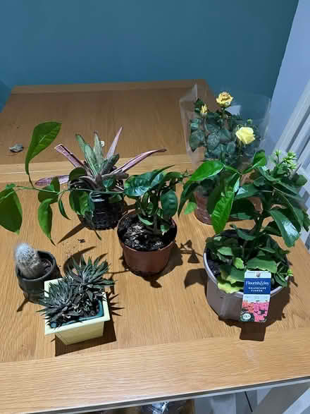 Photo of free House plants (LS20 Guiseley) #1