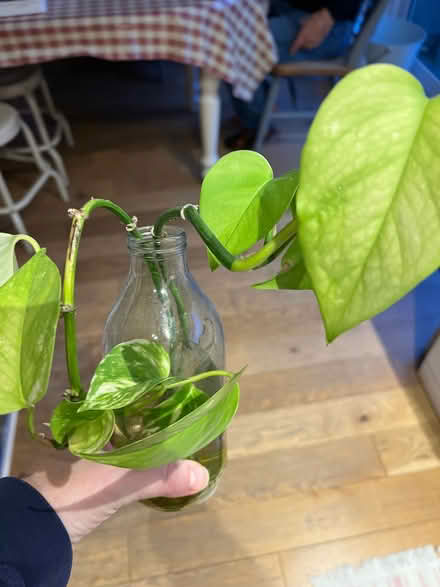 Photo of free Branch Of Plant To Repot (Collier Row RM5) #1