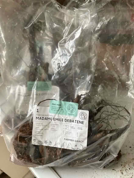 Photo of free Peonies (Ballards CR2) #1