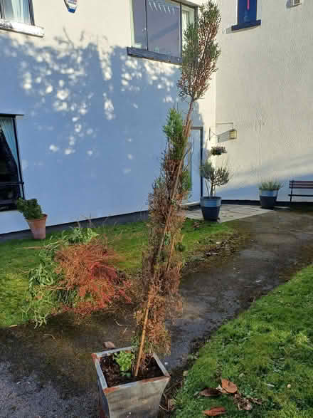 Photo of free Pole cypress x2 for planting out (Willaston CH64) #2