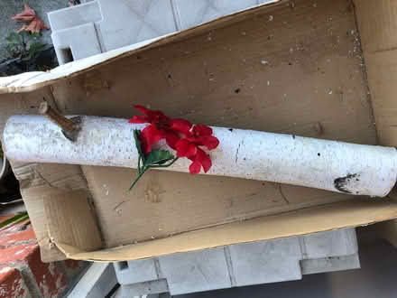 Photo of free Birch log (West San Jose by Lynbrook High) #1
