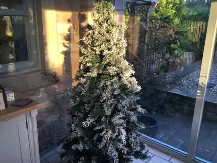 Photo of free Christmas tree (Mawdesley L40) #1