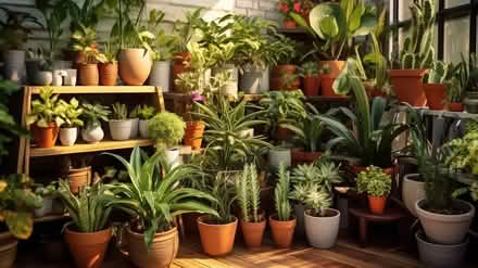 Photo of House Plants (New Marston OX3) #1