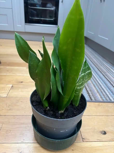Photo of free Mature house plant (Orpington BR6) #1