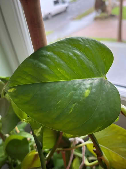 Photo of free A lovely Pothos plant I think (Spring Park CR0) #2