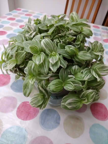 Photo of free Houseplant (Top Amersham HP6) #1