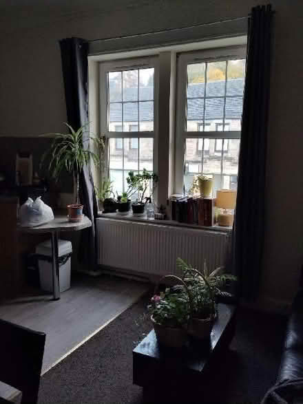 Photo of free Curtains (Causewayhead FK9) #1