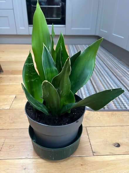 Photo of free Mature house plant (Orpington BR6) #2
