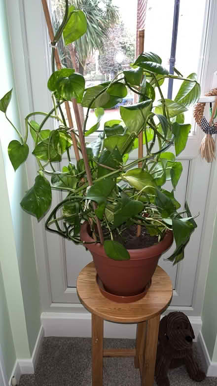 Photo of free A lovely Pothos plant I think (Spring Park CR0) #1