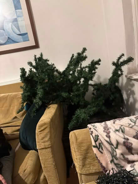 Photo of free Christmas tree (N13 Palmers Green) #1