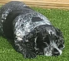 Photo of Grass (Bridlington YO16) #1