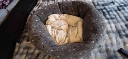 Photo of free Pets at home dog bed (Welling) #3