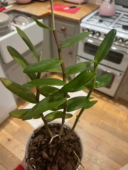 Photo of free Orchid type plant (Collier Row RM5) #1