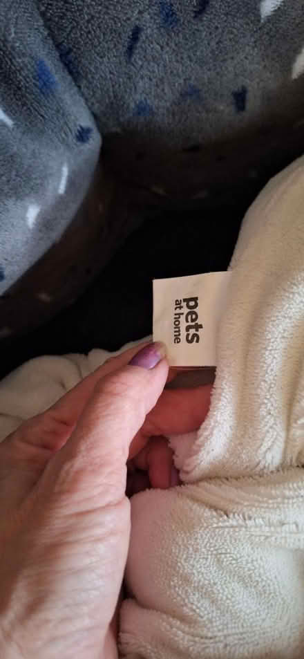 Photo of free Pets at home dog bed (Welling) #2