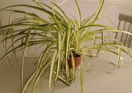 Photo of free Spider Plant (CT6) #1